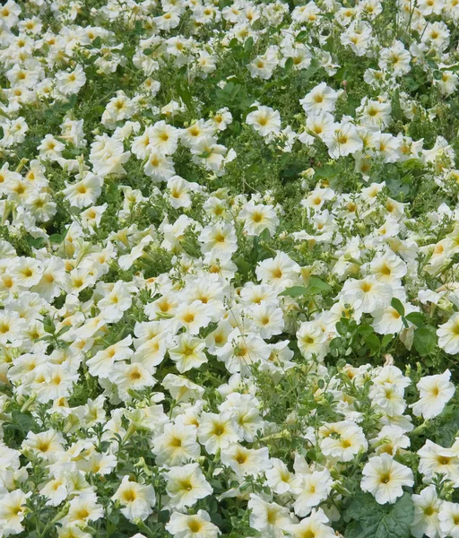 Petunia Flowers Background — Stock Photo, Image