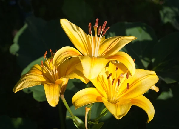 花园里的黄色百合花 — 图库照片