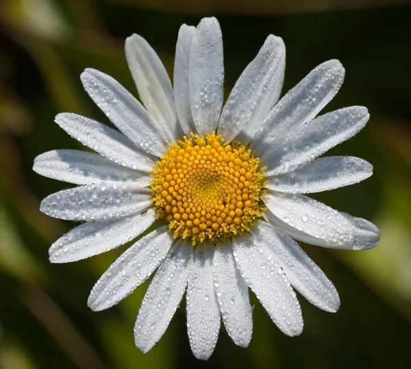 Μακροεντολή Μεγέθυνση Του Ένα Λουλούδι Μαργαρίτα — Φωτογραφία Αρχείου