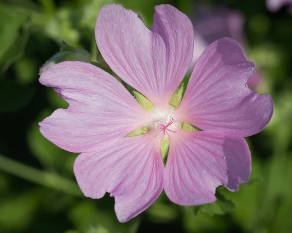 Vacker Växtstubbar Blommor Växande Vilda Mallow — Stockfoto