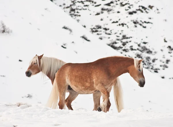 Лошади в горах — стоковое фото
