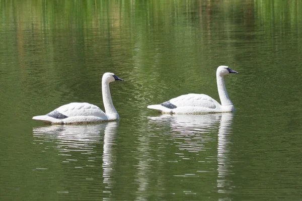 Dos cisnes mudos nadando en un lago — Foto de Stock