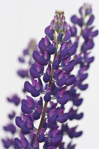 Фіолетовий Люпин — стокове фото