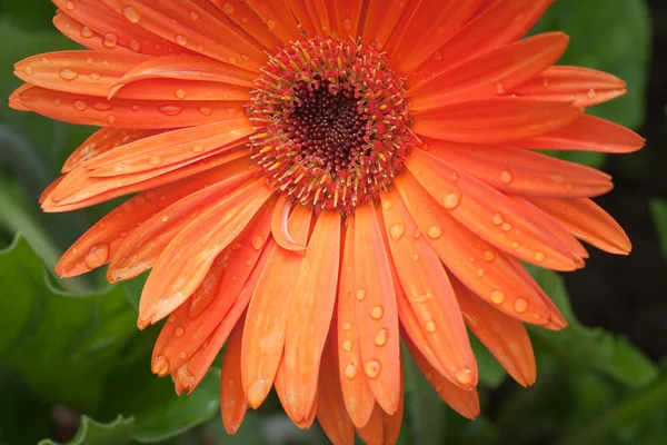 stock image Red gerbera flower with water drops