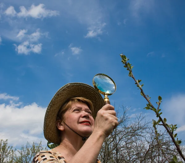A woman inspects cherry branch i — Stock Photo, Image