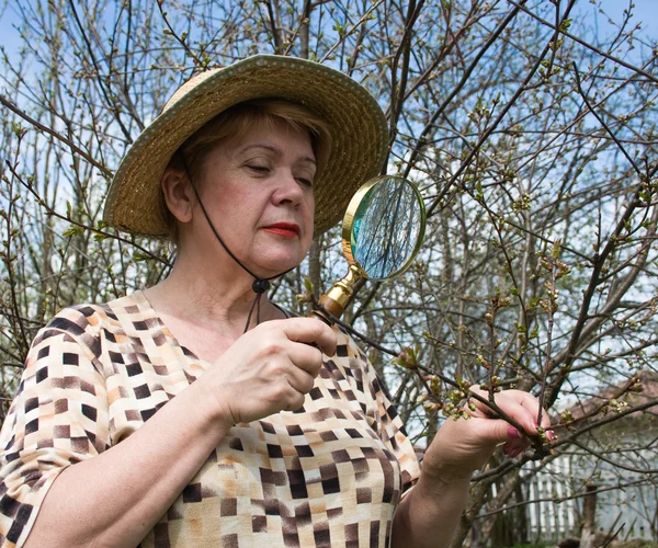 Una donna ispeziona ramo di ciliegio i — Foto Stock