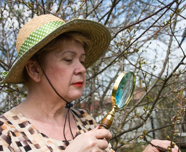 A woman inspects cherry branch i — Stock Photo, Image