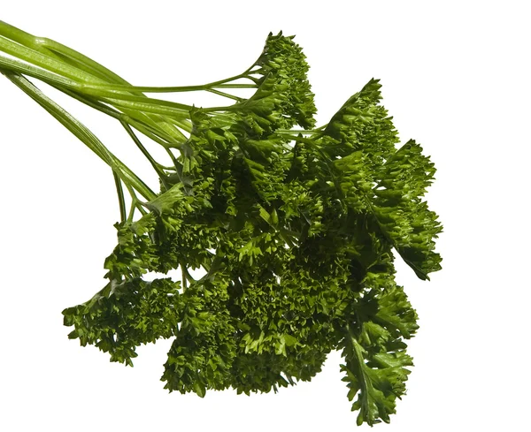 Twig of parsley isolated on white — Stock Photo, Image