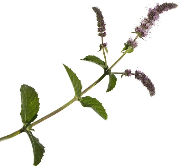 Mentha spicata (spearmint, speer munt). geïsoleerd — Stockfoto