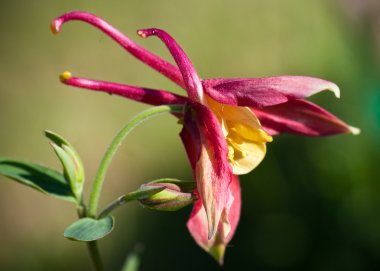 Aquilegia çiçek