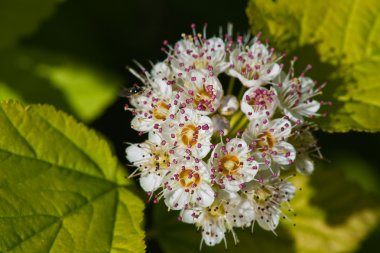 çiçekli kızılcık ağacı--cornus alba. küçük netlik derinliği