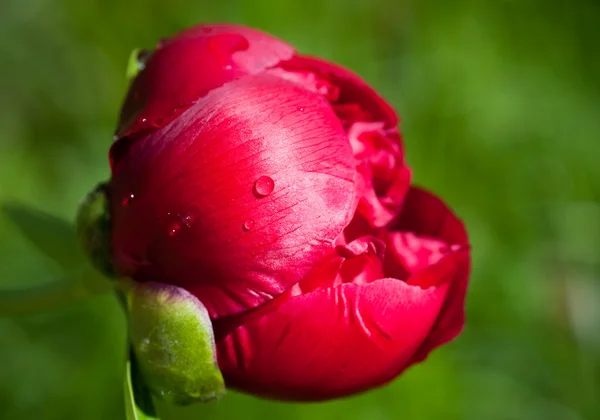 Peonia in fiore in gocce di pioggia. Piccola profondità alla nitidezza — Foto Stock