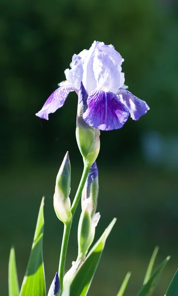 Närbild av blommande iris. litet djup att skärpa — Stockfoto