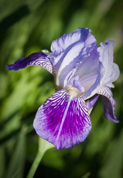 Närbild av blommande iris. litet djup att skärpa — Stockfoto