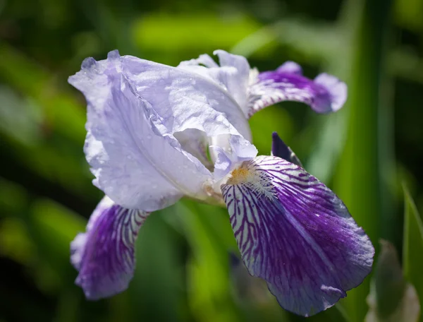 Primer plano del iris floreciente. Pequeña profundidad a la nitidez —  Fotos de Stock