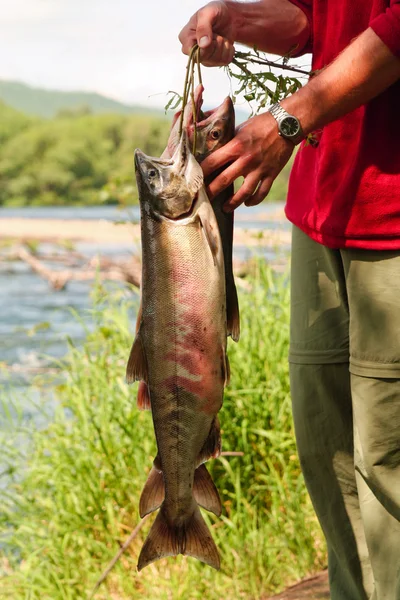 stock image Man holds fish