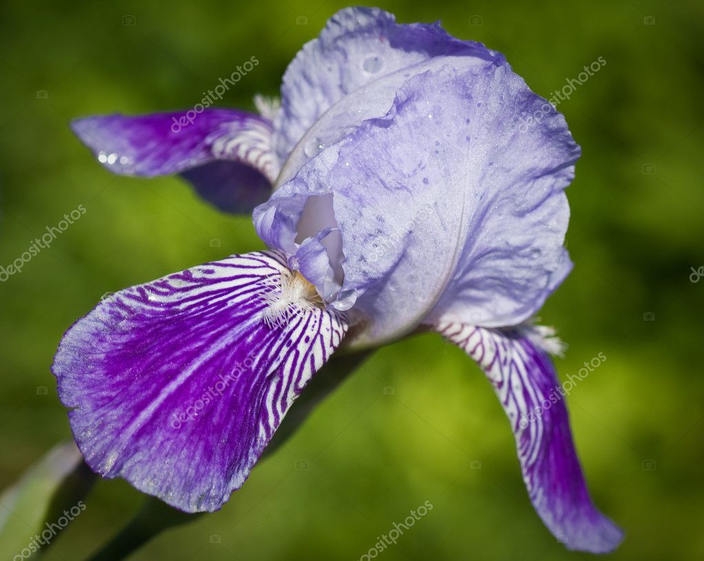 Close up of blooming iris. Small depth to sharpness — Stock Photo ...