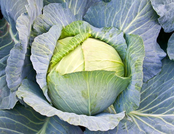 stock image Cabbage