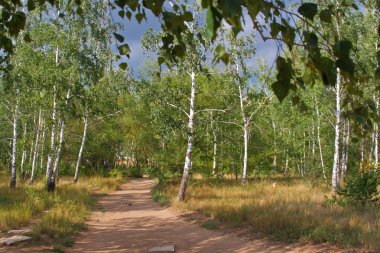 Earth road between birch trees in the forest clipart