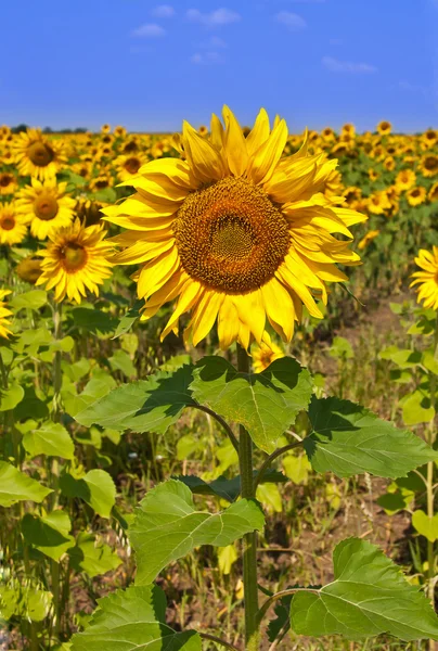 Slunečnice na poli slunečnic — Stock fotografie