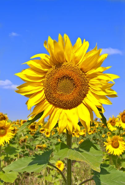 Sunflower on field of sunflower — Stock Photo, Image