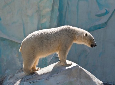 White bear in a zoo in Russia clipart