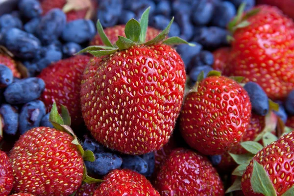 Berries of wild strawberry and honeysuckle — Stock Photo, Image