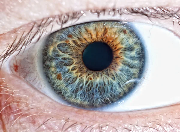 Mänskliga ögat. makro Stockbild