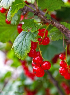 Branch red currant clipart
