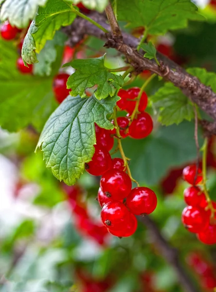 stock image Branch red currant