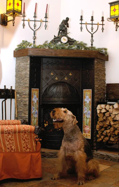 Kutya ül a kandalló mellett — Stock Fotó
