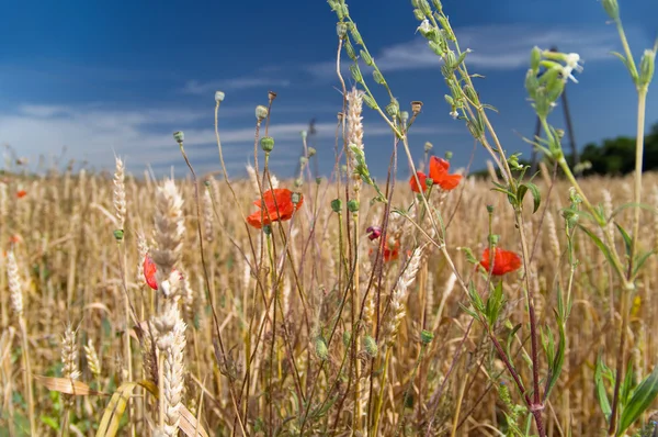 Poppy in a wheat field — Stock Photo, Image