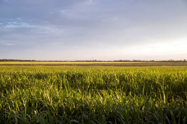 Landschap met een veld — Stockfoto
