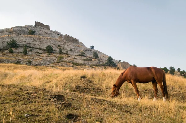 stock image Horse in the field