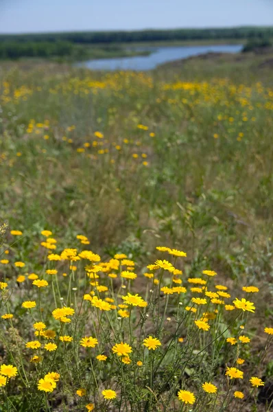 Wiese mit gelben Blumen — Stockfoto
