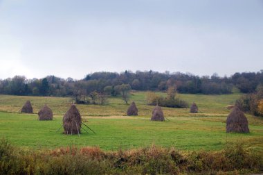 sığırları beslemek için haystack