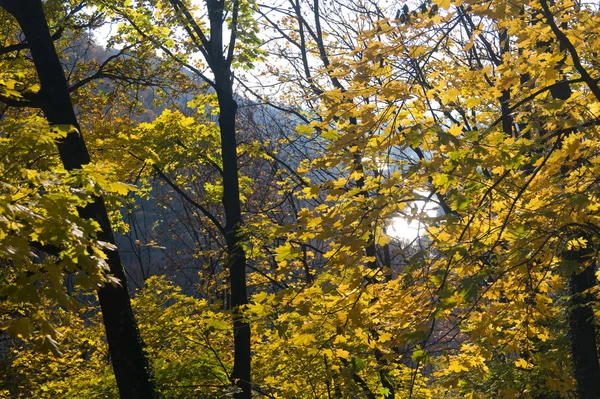 Krajobraz z lasem — Zdjęcie stockowe