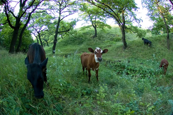 Prado com grama e vacas — Fotografia de Stock
