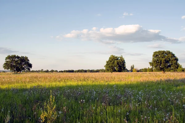 Landschaft mit Feldern — Stockfoto