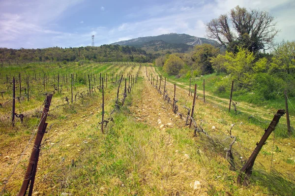 Campo con un viñedo en primer plano —  Fotos de Stock