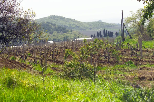 Campo com uma vinha em primeiro plano — Fotografia de Stock