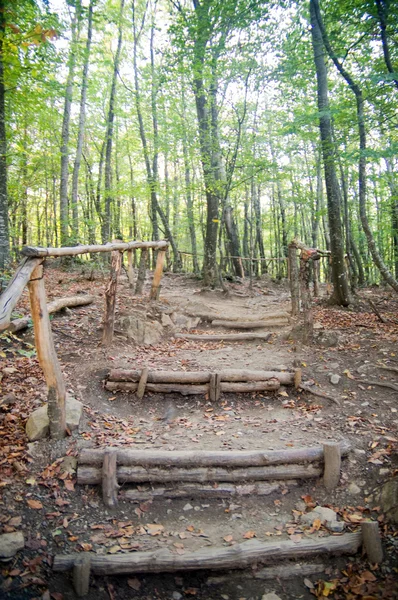 Parque Florestal Com Escada Madeira — Fotografia de Stock
