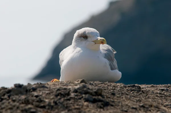 在打击海岩石上的海鸥 — 图库照片