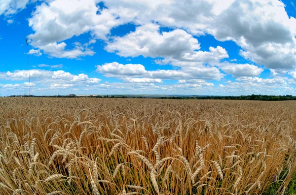 Golden Wheat Field Blue Sky Background — Stock Photo, Image