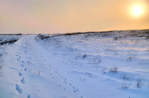 Schneebedecktes Feld — Stockfoto