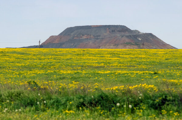 Mountain, sky and a field of flowers in the foreground
