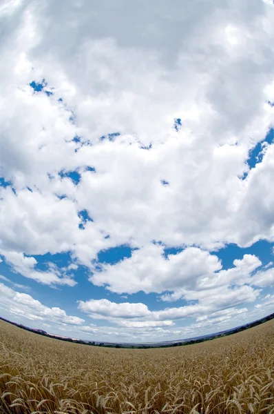 Πεδίο Σιτάρι Και Ένα Όμορφο Ουρανό Άσπρα Σύννεφα — Φωτογραφία Αρχείου