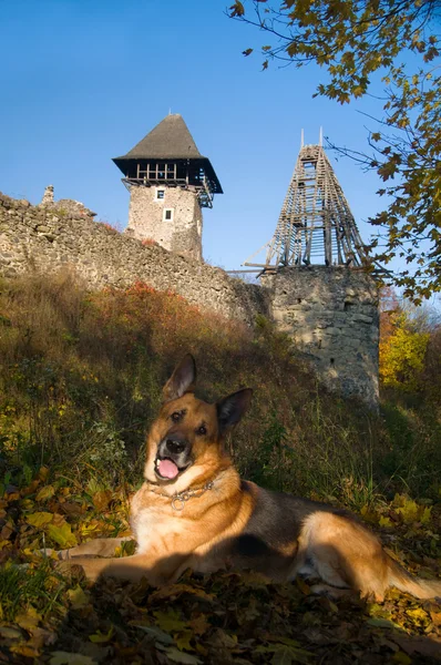 Ruiny starożytnej fortecy i pies — Zdjęcie stockowe