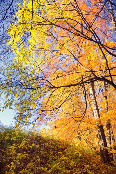 Bosque de paisaje en otoño —  Fotos de Stock