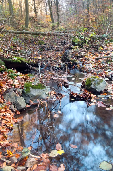 Tiszta patak az erdőben — Stock Fotó